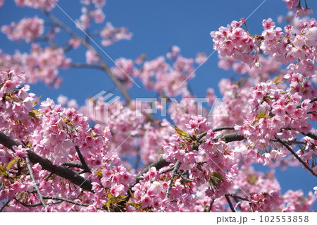 満開の大寒桜【青空背景】 102553858