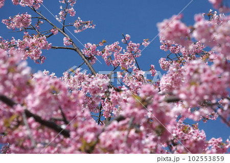 満開の大寒桜【青空背景】 満開の大寒桜【青空背景】 102553859