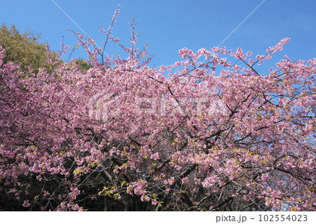 満開の大寒桜【青空背景】 満開の大寒桜【青空背景】 102554023
