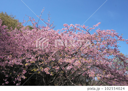 満開の大寒桜【青空背景】 102554024