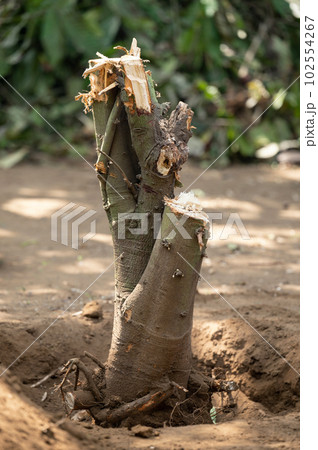 Deforestation home garden theme 102554267