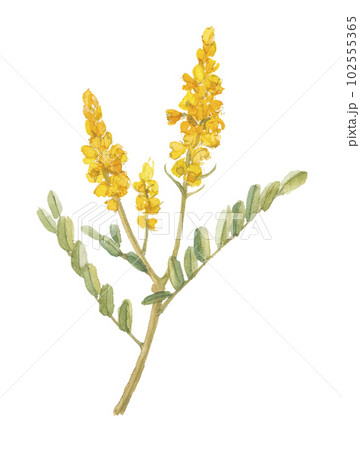 水彩で描いたゴールデンキャンドル キャンドルブッシュ 水彩で描いたゴールデンキャンドル キャンドルブッシュ 102555365