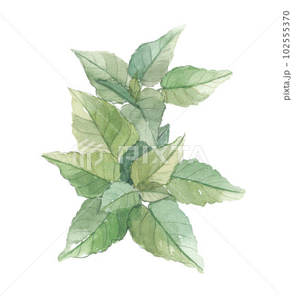 水彩で描いたツルナ・蔓菜 102555370
