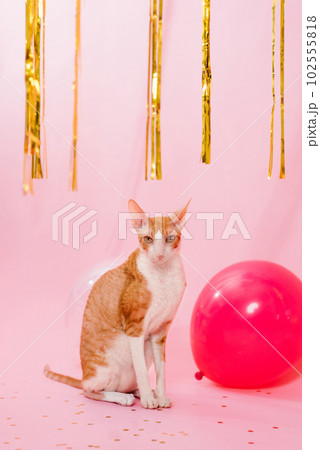 Funny purebred cat cornish rex for a birthday with balloons and a gift on a pink background Funny purebred cat cornish rex for a birthday with balloons and a gift on a pink background 102555818