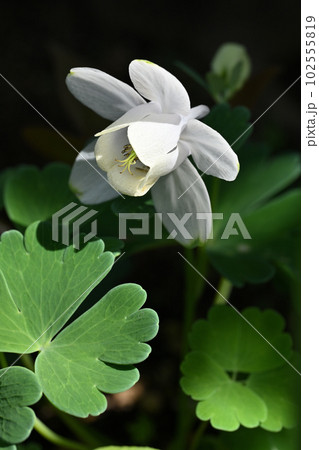 オダマキ オダマキ 102555819