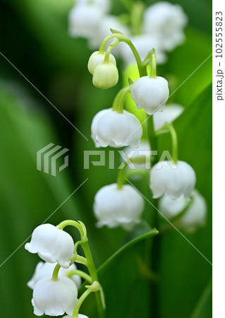 スズラン 102555823