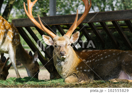 Male deer with antlers lies surrounded by other deer in a zoo or zoo corner Male deer with antlers lies surrounded by other deer in a zoo or zoo corner 102555829