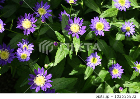 ミヤコワスレ 102555832