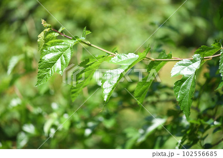 クワ(桑)の若葉 クワ(桑)の若葉 102556685