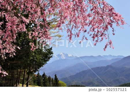 しだれ桜　高原 102557121