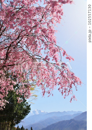 しだれ桜 高原 しだれ桜 高原 102557130