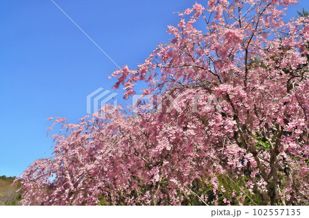 しだれ桜 高原 しだれ桜 高原 102557135