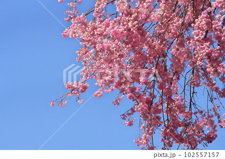 しだれ桜 高原 しだれ桜 高原 102557157