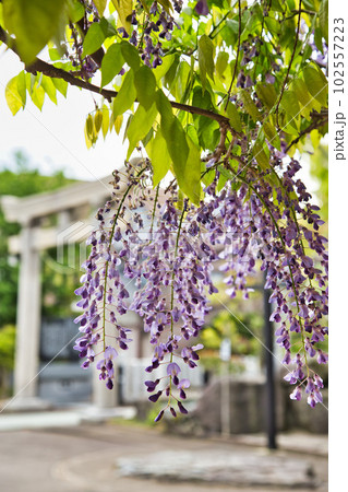 藤の花咲く和田八幡宮 藤の花咲く和田八幡宮 102557223