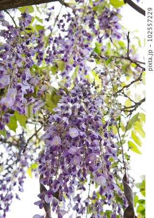 藤の花咲く和田八幡宮 102557229