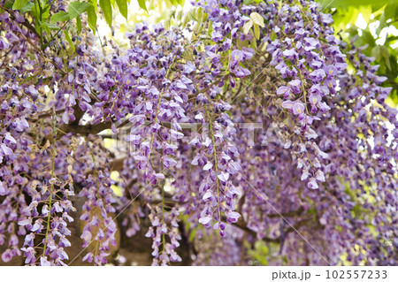 藤の花咲く和田八幡宮 藤の花咲く和田八幡宮 102557233