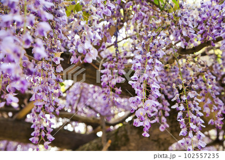 藤の花咲く和田八幡宮 102557235