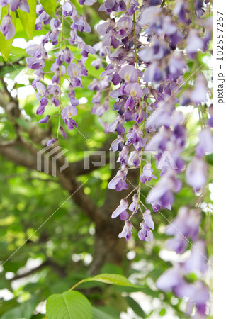 藤の花咲く和田八幡宮 藤の花咲く和田八幡宮 102557267
