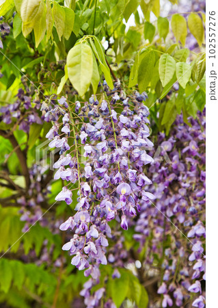藤の花咲く和田八幡宮 102557276