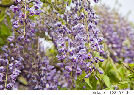 藤の花咲く和田八幡宮 102557330