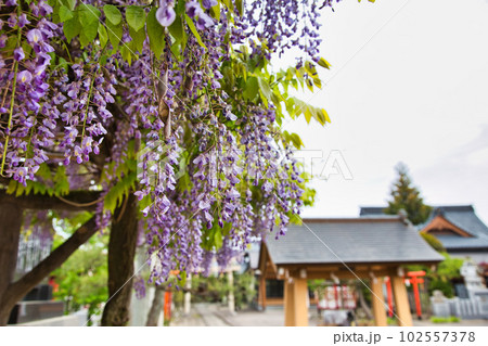 藤の花咲く和田八幡宮 藤の花咲く和田八幡宮 102557378