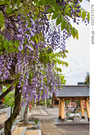 藤の花咲く和田八幡宮 102557379
