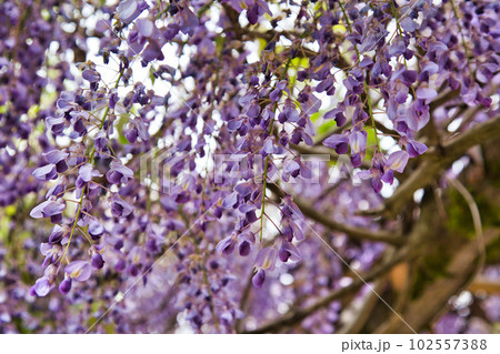 藤の花咲く和田八幡宮 102557388