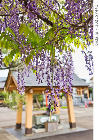 藤の花咲く和田八幡宮 藤の花咲く和田八幡宮 102557441