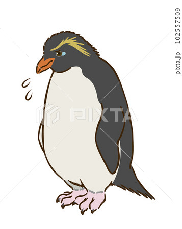 悲しむイワトビペンギン 102557509