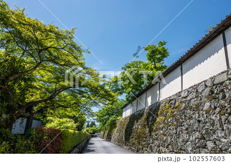 大津市坂本の風景　新緑の木々 102557603