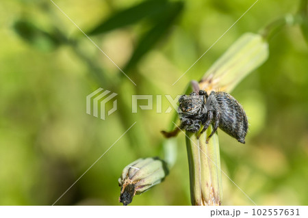 ハエトリグモ（ネコハエトリ） 102557631