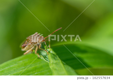 アカヒメヘリカメムシ 102557634