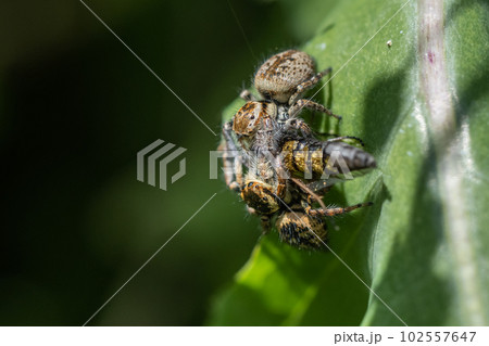 獲物の奪い合いをするハエトリグモ（ネコハエトリ） 102557647