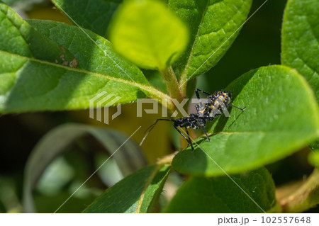 シマサシガメ幼虫 102557648