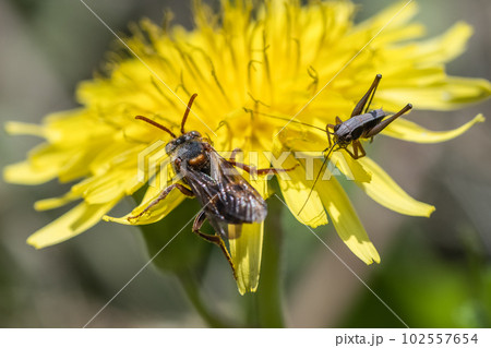 タンポポの花の上のダイミョウキマダラハナバチとヒメギス幼虫 タンポポの花の上のダイミョウキマダラハナバチとヒメギス幼虫 102557654