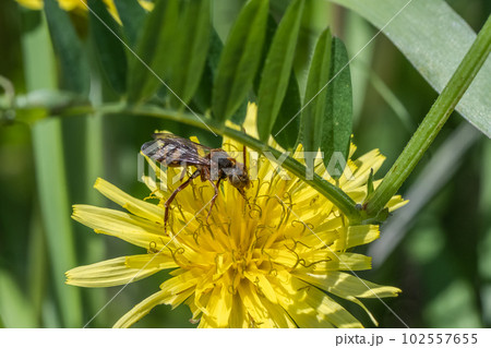 タンポポの蜜を吸うダイミョウキマダラハナバチ タンポポの蜜を吸うダイミョウキマダラハナバチ 102557655