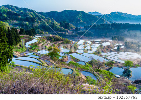 新潟 星峠の棚田 ~朝靄のかかる4月の早朝~ 新潟 星峠の棚田 ~朝靄のかかる4月の早朝~ 102557765