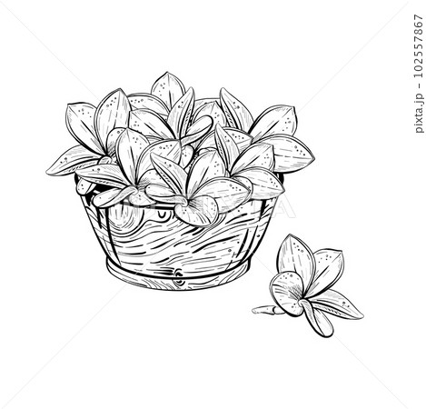 Vector illustration of wooden bowl and beautiful plumeria frangipani flowers. Black outline of petals, graphic drawing in curves by hand. For textile printing, cards, banners, logo, stamps, posters 102557867