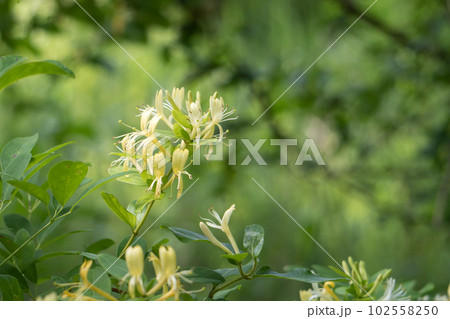 白と淡黄色のスイカズラの花をクローズアップ 102558250