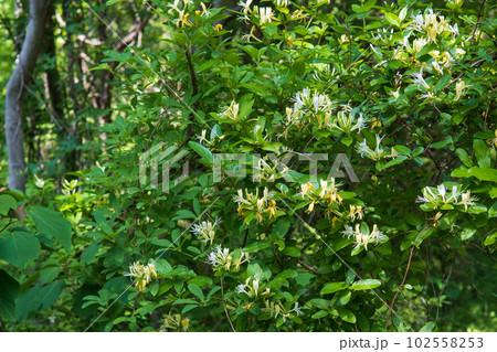 林の中で咲くスイカズラ 102558253