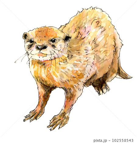 かわいいカワウソ かわいいカワウソ 102558543