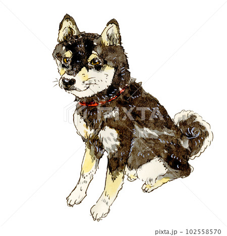 おすわりする黒柴犬透過 おすわりする黒柴犬透過 102558570