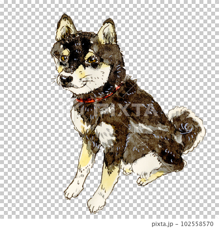 おすわりする黒柴犬透過 おすわりする黒柴犬透過 102558570