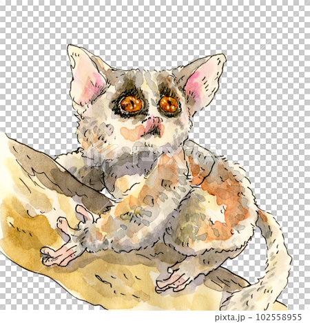 粘在樹上的薑蟹 102558955