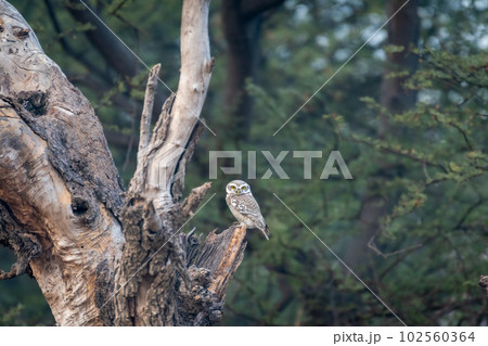 spotted owl or owlet or Athene brama perched on tree in natural green background during safari at forest of central india asia spotted owl or owlet or Athene brama perched on tree in natural green background during safari at forest of central india asia 102560364