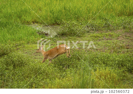 female Barasingha or Rucervus duvaucelii or Swamp deer a elusive and vulnerable animal species running and jumping from fear at pilibhit national park forest tiger reserve uttar pradesh india asia female Barasingha or Rucervus duvaucelii or Swamp deer a elusive and vulnerable animal species running and jumping from fear at pilibhit national park forest tiger reserve uttar pradesh india asia 102560372