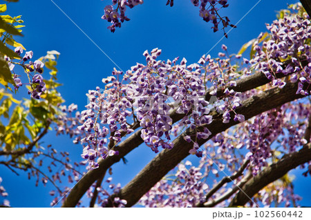 樹齢300年藤鷲塚のフジの花 102560442