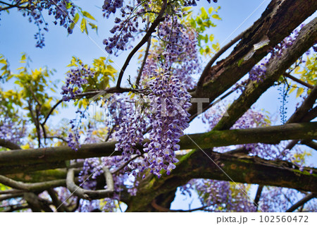 樹齢300年藤鷲塚のフジの花 102560472