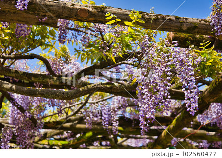 樹齢300年藤鷲塚のフジの花 樹齢300年藤鷲塚のフジの花 102560477