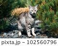 portrait of a gray cat with green eyes, among pine needles. Desktop wallpapers with a cat 102560796